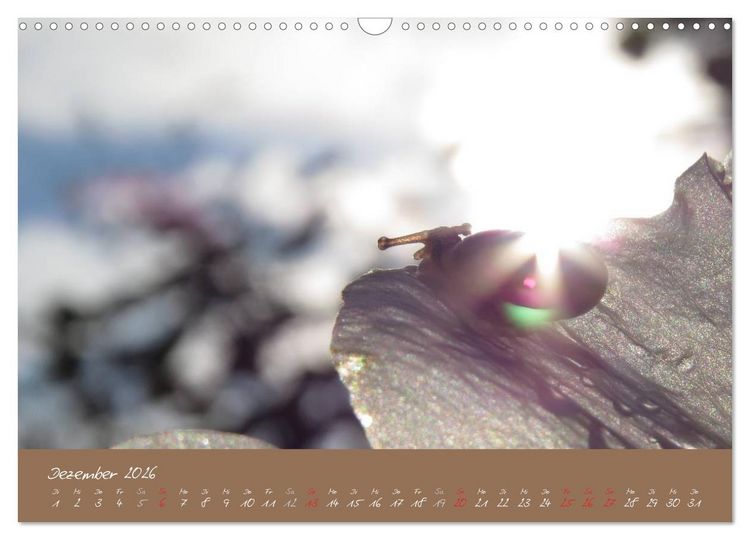 Produktbild: Schneckchen (Wandkalender 2026 DIN A3 quer), CALVENDO Monatskalender