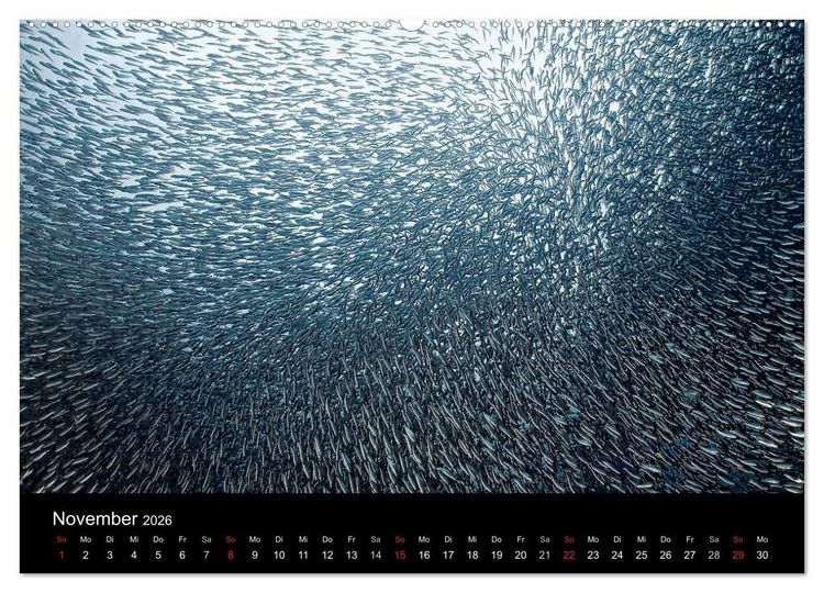 Produktbild: Fischschw&auml;rme (Wandkalender 2026 DIN A2 quer), CALVENDO Monatskalender