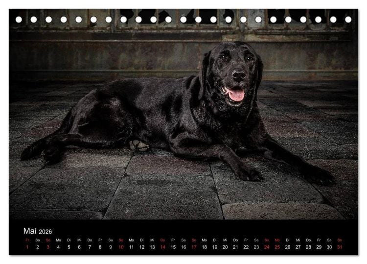 Produktbild: Urban Dogs - Hundekalender der anderen Art (Tischkalender 2026 DIN A5 quer), CALVENDO Monatskalender