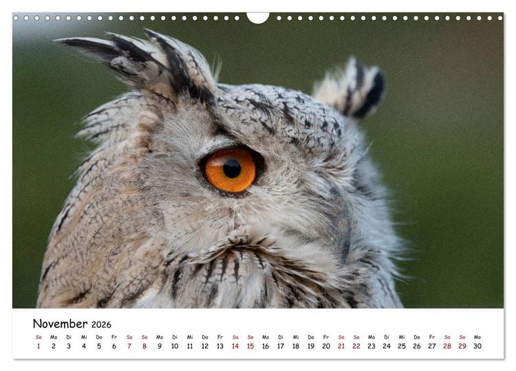 Produktbild: Eulen 2026 (Wandkalender 2026 DIN A3 quer), CALVENDO Monatskalender