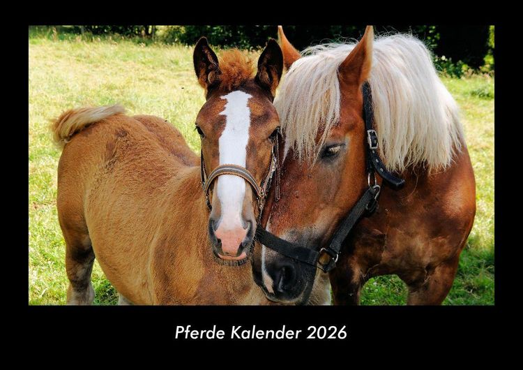 Produktbild: Pferde Kalender 2026 Fotokalender DIN A3