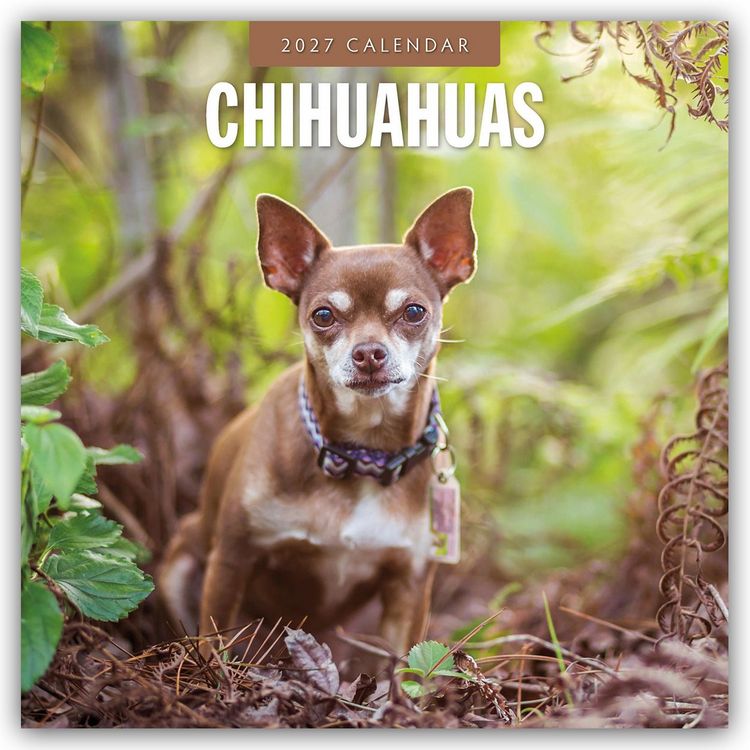 Produktbild: Chihuahuas &ndash; Chihuahua 2027 &ndash; 16-Monatskalender