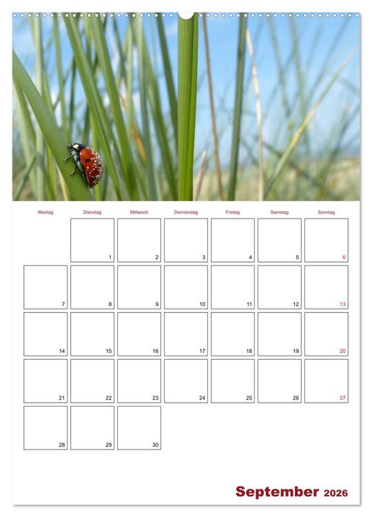 Produktbild: Marienk&auml;fergl&uuml;ck (hochwertiger Premium Wandkalender 2026 DIN A2 hoch), Kunstdruck in Hochglanz
