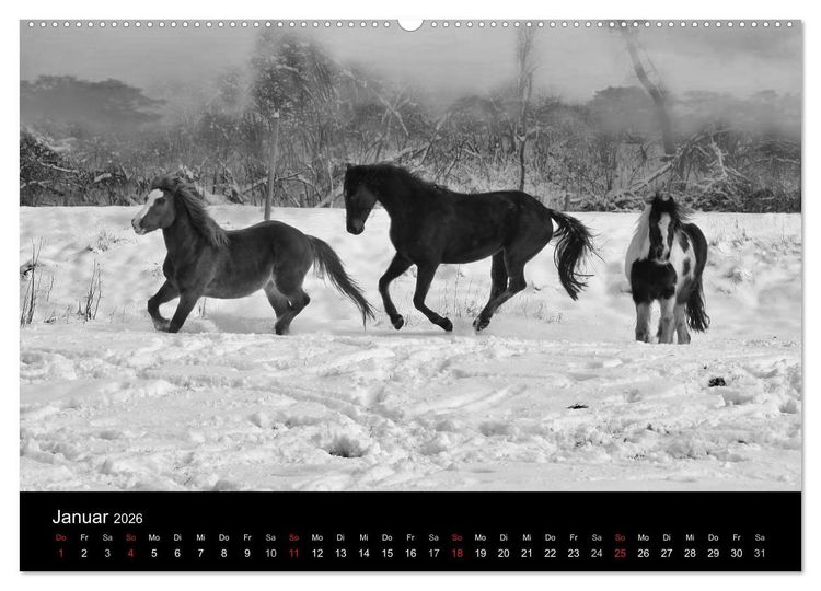 Produktbild: Pferde 2026 Wild Thing (Wandkalender 2026 DIN A2 quer), CALVENDO Monatskalender