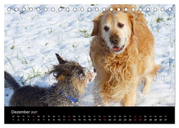 Produktbild: Die Welt der Haustiere (Tischkalender 2027 DIN A5 quer), CALVENDO Monatskalender