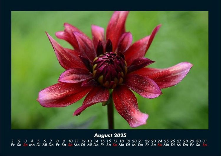 Produktbild: Blumenkalender 2025 Fotokalender DIN A4