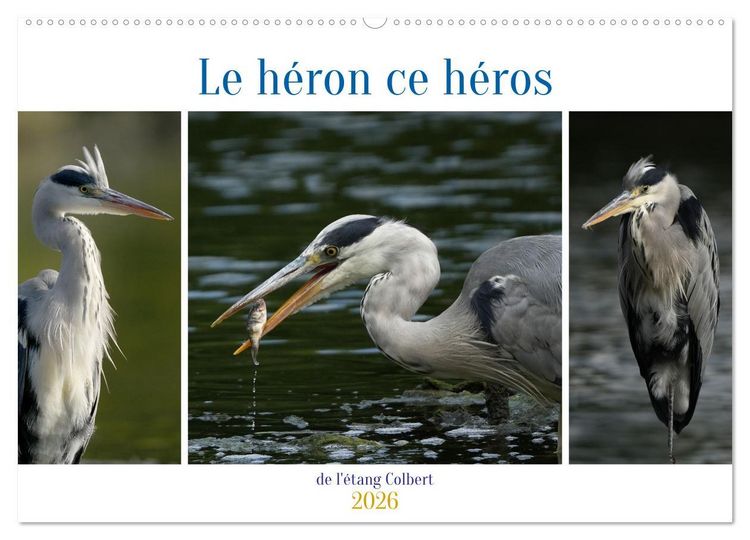 Produktbild: Le h&eacute;ron ce h&eacute;ros de l'&eacute;tang Colbert (Calendrier mural 2026 DIN A2 vertical), CALVENDO calendrier mensuel