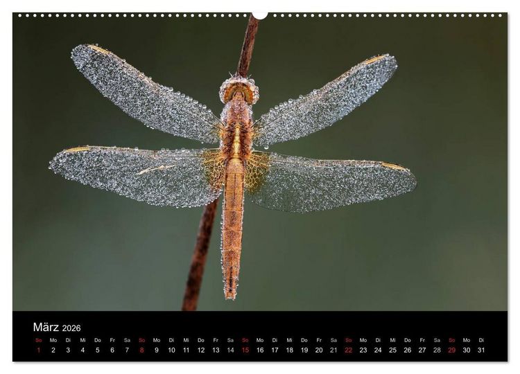 Produktbild: Libellen im Ried (Wandkalender 2026 DIN A2 quer), CALVENDO Monatskalender