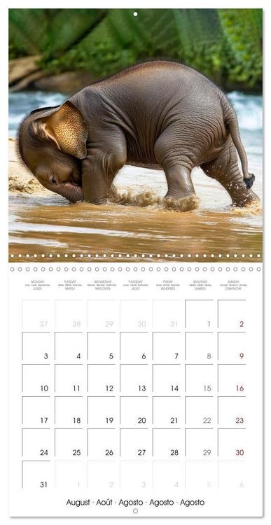 Produktbild: Baby Elephant Adventures (Wall Calendar 2026 12 &times; 12 Inch) CALVENDO 12 Month Wall Calendar