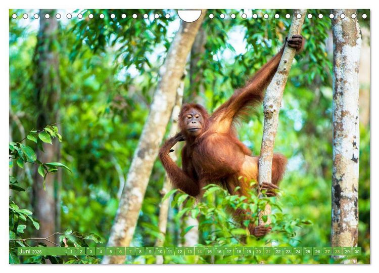 Produktbild: Einzigartige Naturkostbarkeiten aus Asien (Wandkalender 2026 DIN A4 quer), CALVENDO Monatskalender