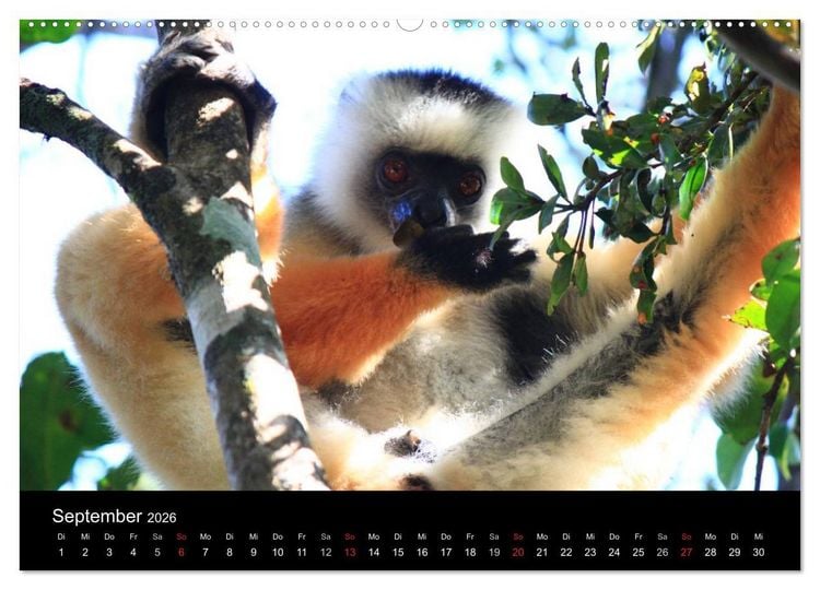 Produktbild: Abenteuer Madagaskar (hochwertiger Premium Wandkalender 2026 DIN A2 quer), Kunstdruck in Hochglanz