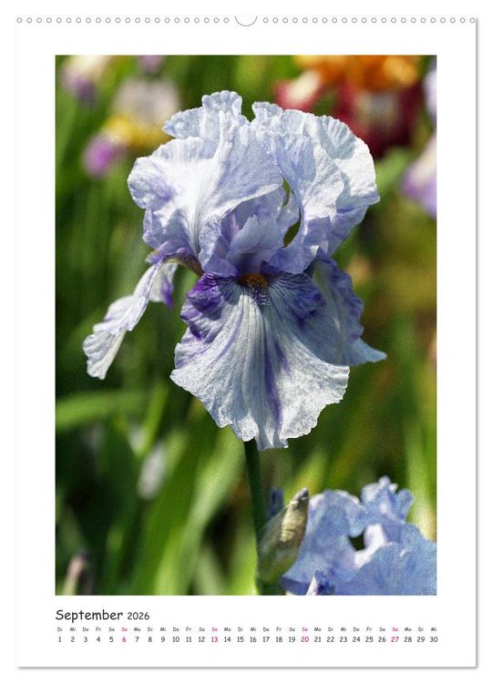 Produktbild: Traumhafte Iris (Wandkalender 2026 DIN A2 hoch), CALVENDO Monatskalender