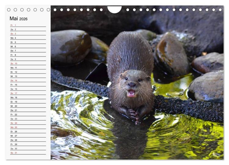 Produktbild: Seehunde und Otter. Putzige Gesellen, perfekte Schwimmer (Wandkalender 2026 DIN A4 quer), CALVENDO Monatskalender