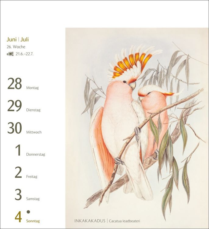 Produktbild: V&ouml;gel Postkartenkalender 2027 - Postkartenkalender mit 53 historischen Zeichnungen