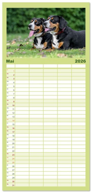 Produktbild: Familienplaner 2026 - Entlebucher - Temperamentvolle Schweizer Sennenhunde mit 5 Spalten (Wandkalender, 21 x 45 cm) CALVENDO
