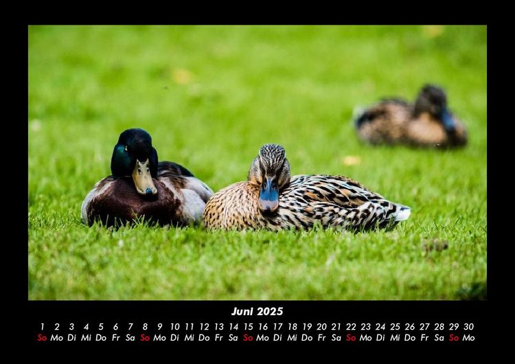 Produktbild: Enten 2025 Fotokalender DIN A3