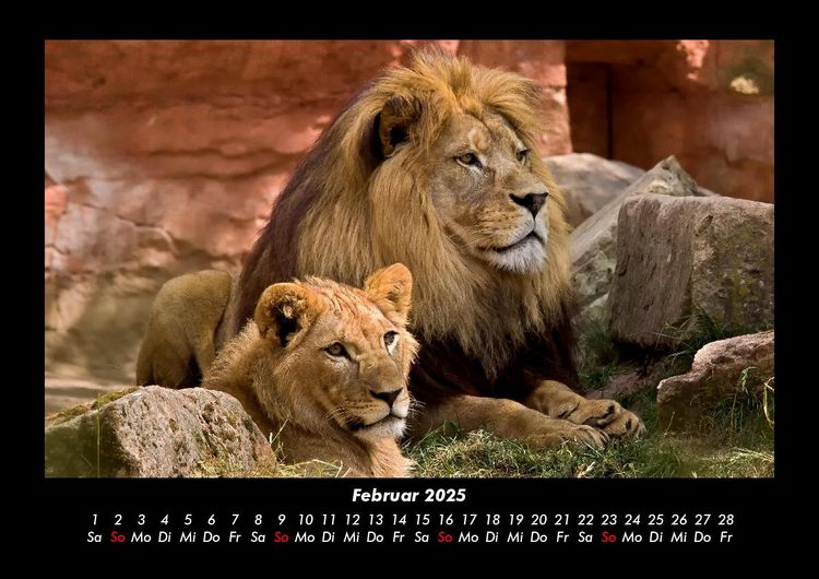 Produktbild: L&ouml;wen in der Wildnis 2025 Fotokalender DIN A3
