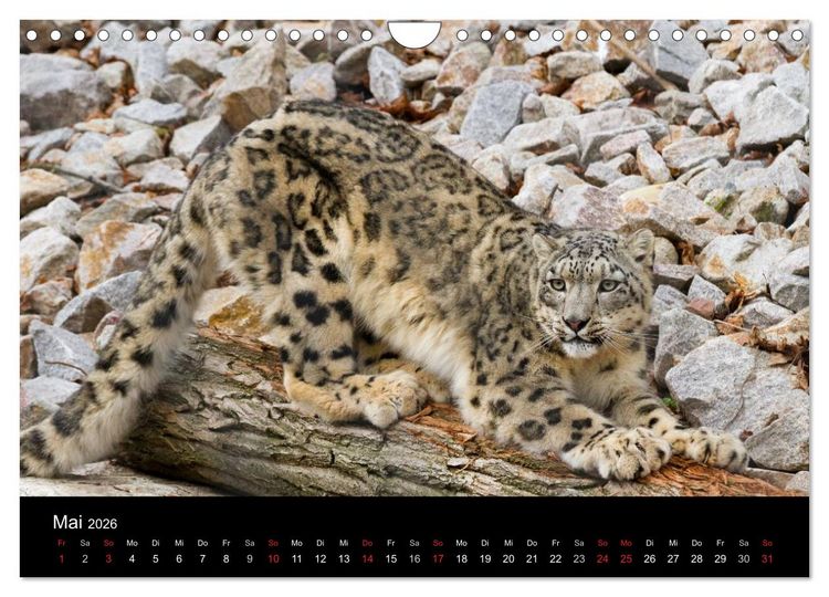 Produktbild: Schneeleoparden (Wandkalender 2026 DIN A4 quer), CALVENDO Monatskalender
