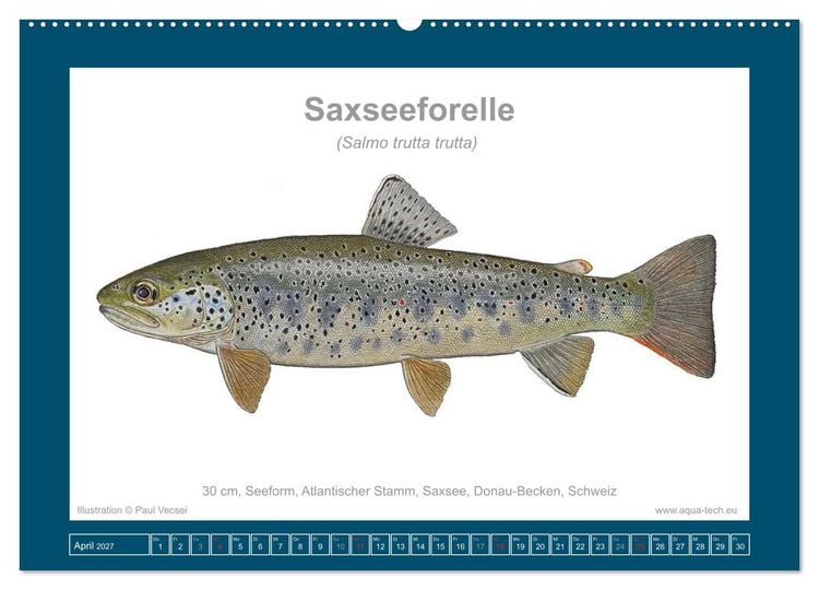 Produktbild: Fisch als Kunst 2027: Seeforellen (Wandkalender 2027 DIN A2 quer), CALVENDO Monatskalender