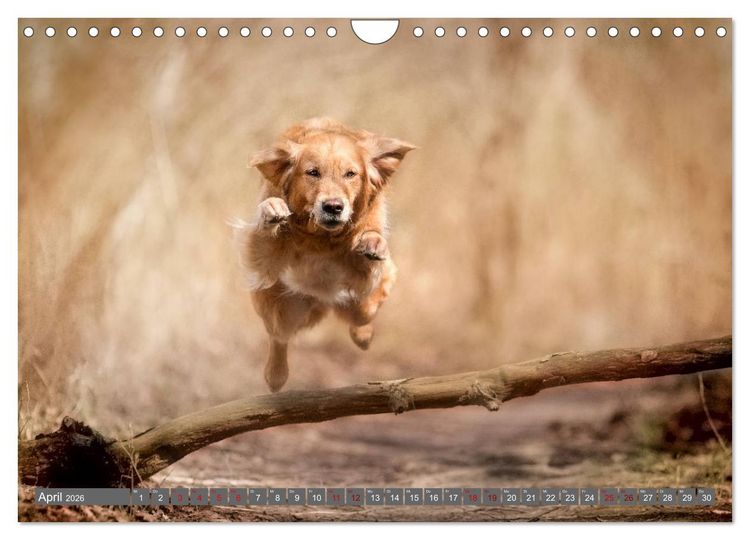 Produktbild: Golden Retriever Hailey Fotokalender (Wandkalender 2026 DIN A4 quer), CALVENDO Monatskalender