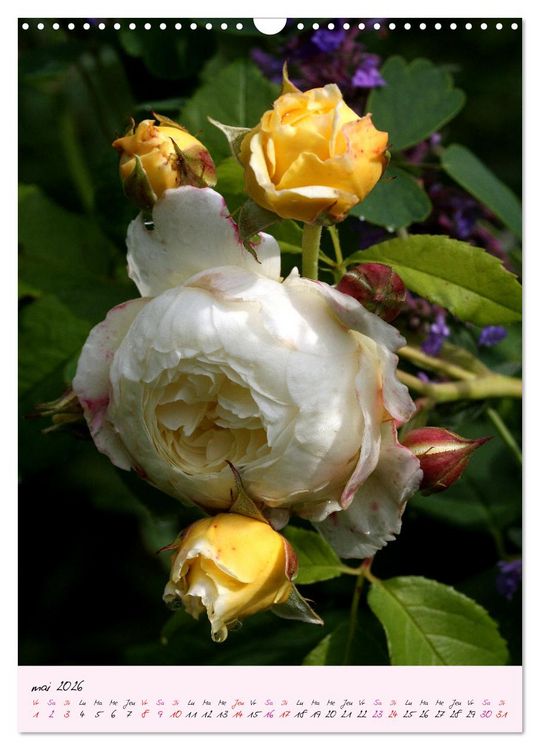 Produktbild: Une f&ecirc;te des roses (Calendrier mural 2026 DIN A3 horizontal), CALVENDO calendrier mensuel