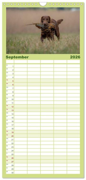 Produktbild: Familienplaner 2026 - Jagdhunde bei der Arbeit mit 5 Spalten (Wandkalender, 21 x 45 cm) CALVENDO