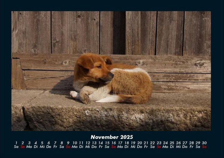 Produktbild: Hunde 2025 Fotokalender DIN A4