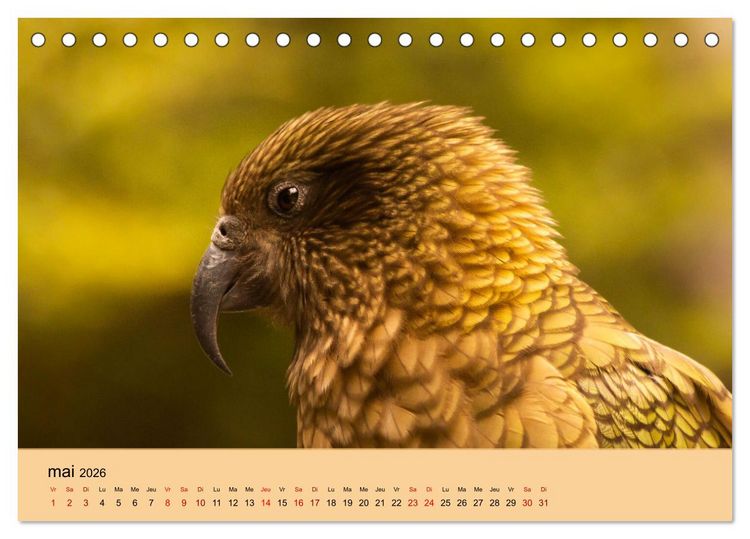 Produktbild: Oiseaux de Nouvelle-Z&eacute;lande (Calendrier de bureau 2026 DIN A5 vertical), CALVENDO calendrier mensuel