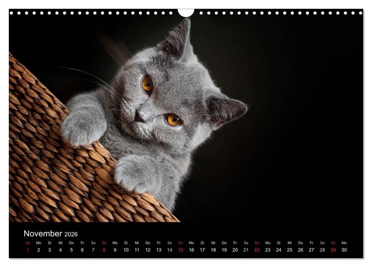 Produktbild: B&auml;rige Schmusetiger - Britisch Kurzhaar (Wandkalender 2026 DIN A3 quer), CALVENDO Monatskalender