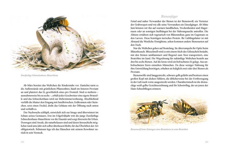 Produktbild: Sommerwiese
