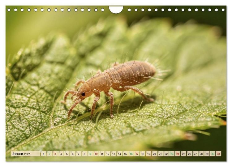 Produktbild: Die kleinsten Tiere - Weltweit (Wandkalender 2027 DIN A4 quer), CALVENDO Monatskalender