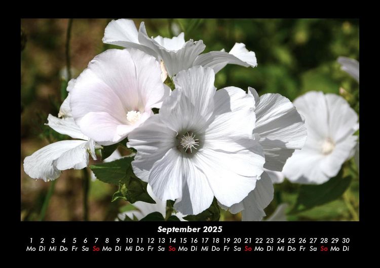 Produktbild: Blumenkalender 2025 Fotokalender DIN A3
