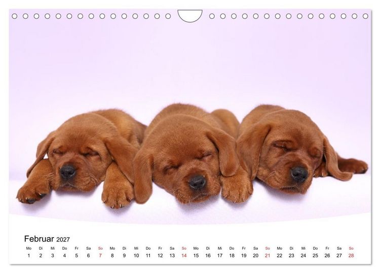 Produktbild: S&uuml;&szlig;e Tr&auml;ume 2027 - schlafende Hundewelpen (Wandkalender 2027 DIN A4 quer), CALVENDO Monatskalender
