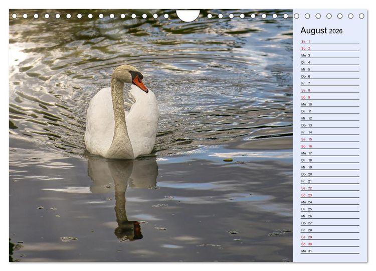 Produktbild: Schwanenzauber (Wandkalender 2026 DIN A4 quer), CALVENDO Monatskalender