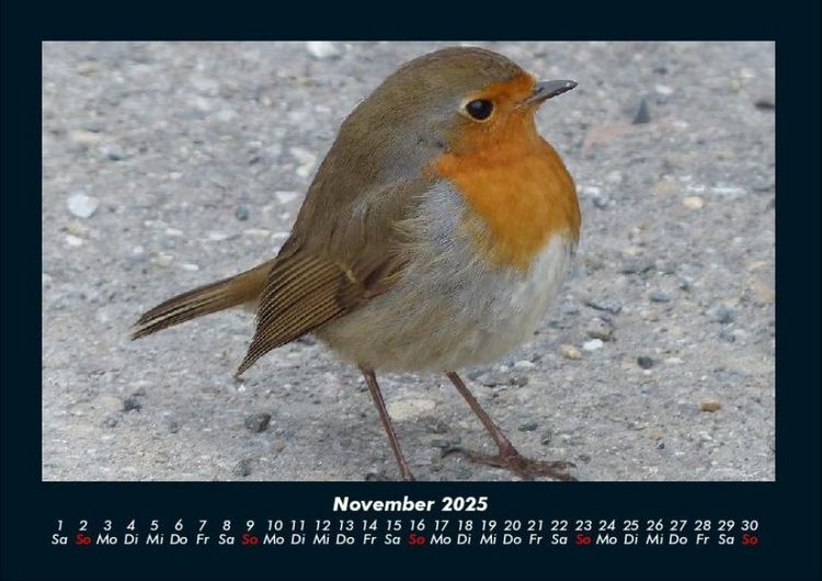 Produktbild: Welt der V&ouml;gel 2025 Fotokalender DIN A4