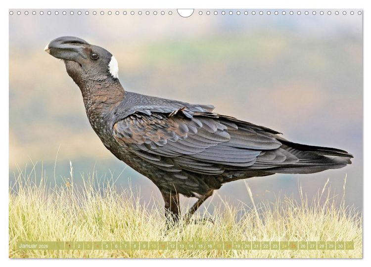Produktbild: Rabenv&ouml;gel: Schwarz, schlau, sch&ouml;n (Wandkalender 2026 DIN A3 quer), CALVENDO Monatskalender