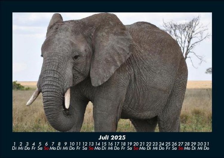 Produktbild: Tiere in der Wildnis 2025 Fotokalender DIN A5