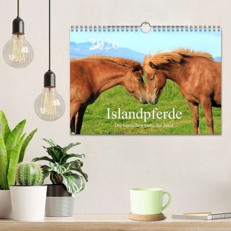 Produktbild: Islandpferde - Die tierischen Stars der Insel (Wandkalender 2026 DIN A4 quer), CALVENDO Monatskalender