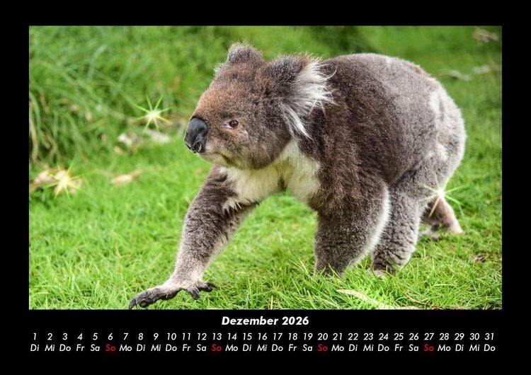 Produktbild: Koala 2026 Fotokalender DIN A3