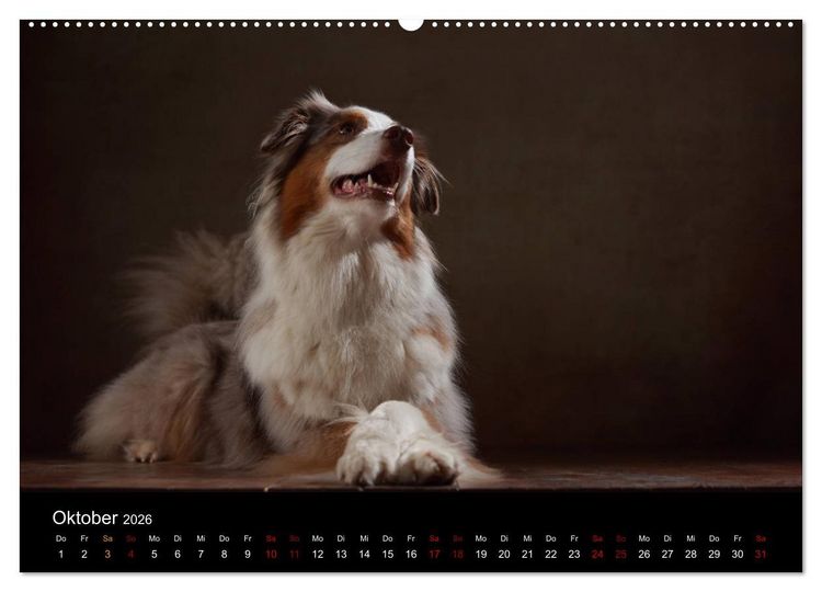 Produktbild: Charmante Australian Shepherds (Wandkalender 2026 DIN A2 quer), CALVENDO Monatskalender