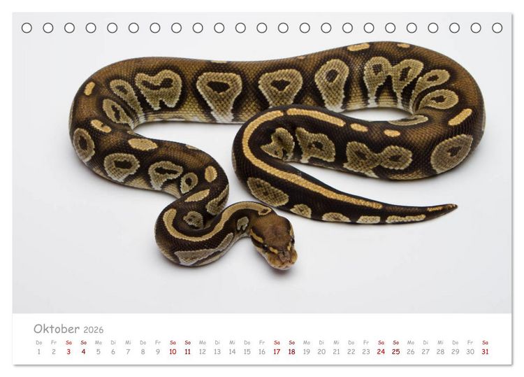 Produktbild: K&ouml;nigspythons - bunte Schlangen (Tischkalender 2026 DIN A5 quer), CALVENDO Monatskalender