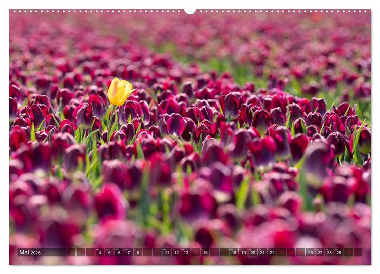 Produktbild: Tulpen - Hollands Stolz (Wandkalender 2026 DIN A2 quer), CALVENDO Monatskalender