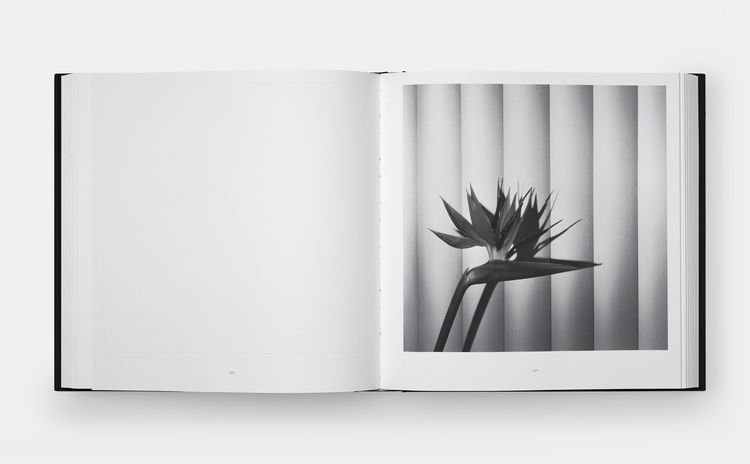 Produktbild: Mapplethorpe Flora: The Complete Flowers (2024)