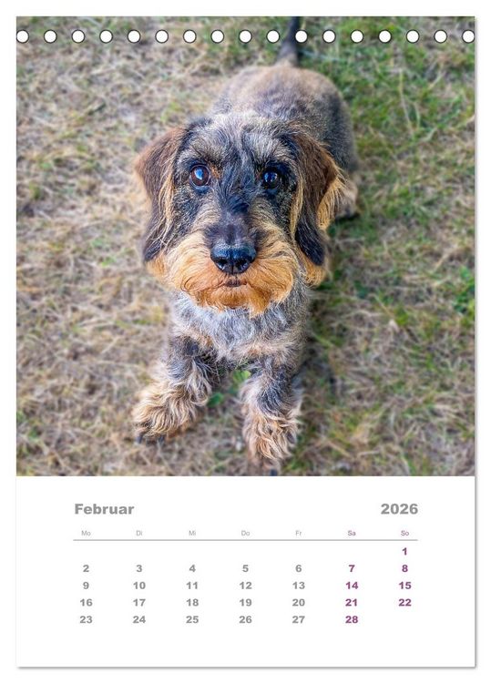 Produktbild: Dackel(augen)blicke (Tischkalender 2026 DIN A5 hoch), CALVENDO Monatskalender