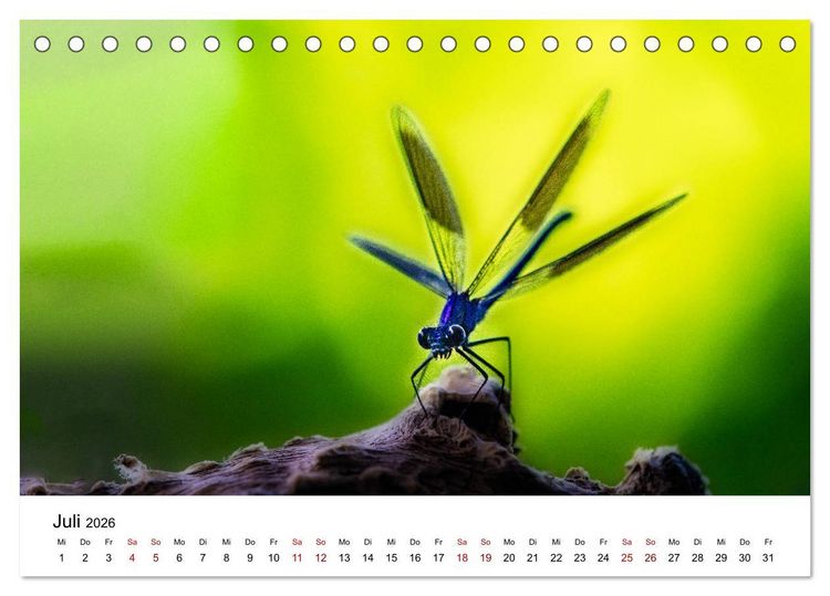 Produktbild: Oberbayerischer Insekten Kalender (Tischkalender 2026 DIN A5 quer), CALVENDO Monatskalender