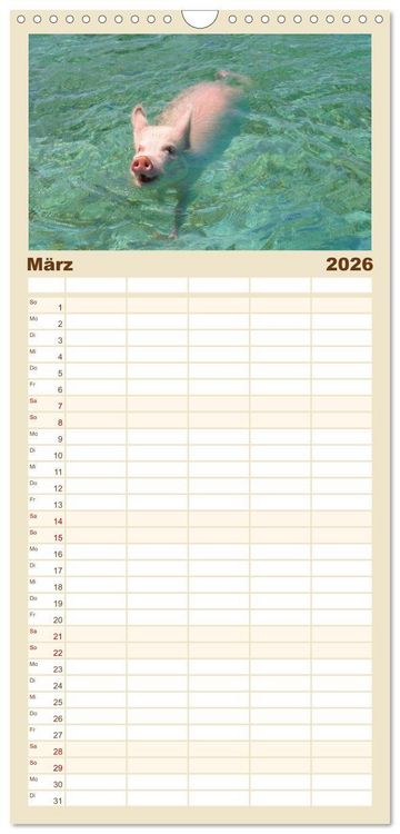 Produktbild: Familienplaner 2026 - Schwimmende Schweine auf den Bahamas! mit 5 Spalten (Wandkalender, 21 x 45 cm) CALVENDO