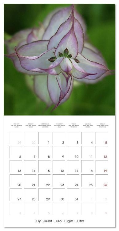 Produktbild: ENCHANTING FLOWERS (Wall Calendar 2026 12 &times; 12 Inch) CALVENDO 12 Month Wall Calendar