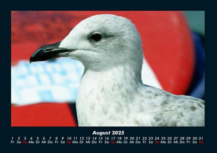 Produktbild: M&ouml;wen 2025 Fotokalender DIN A4