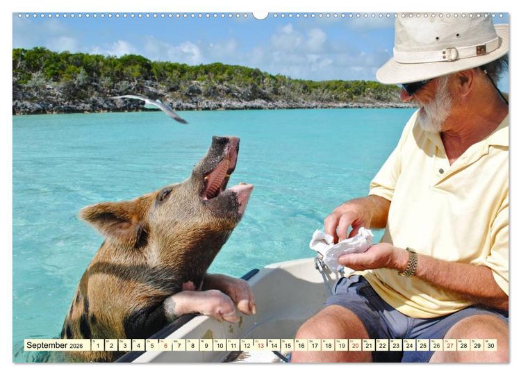 Produktbild: Schwimmende Schweine (hochwertiger Premium Wandkalender 2026 DIN A2 quer), Kunstdruck in Hochglanz