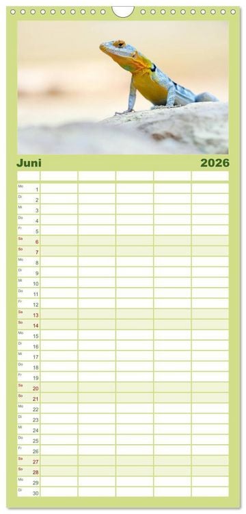 Produktbild: Familienplaner 2026 - Echsen - Schuppige &Uuml;berlebensk&uuml;nstler mit 5 Spalten (Wandkalender, 21 x 45 cm) CALVENDO